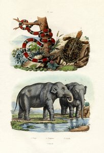 Coral Snake by French School
